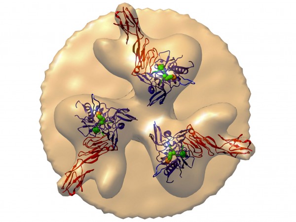 Designer Protein ‘Blocks All Known Strains of HIV’