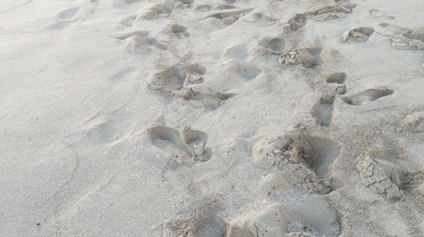 Mich’s Monday Mantra “Make Your Footprints In The Sand”