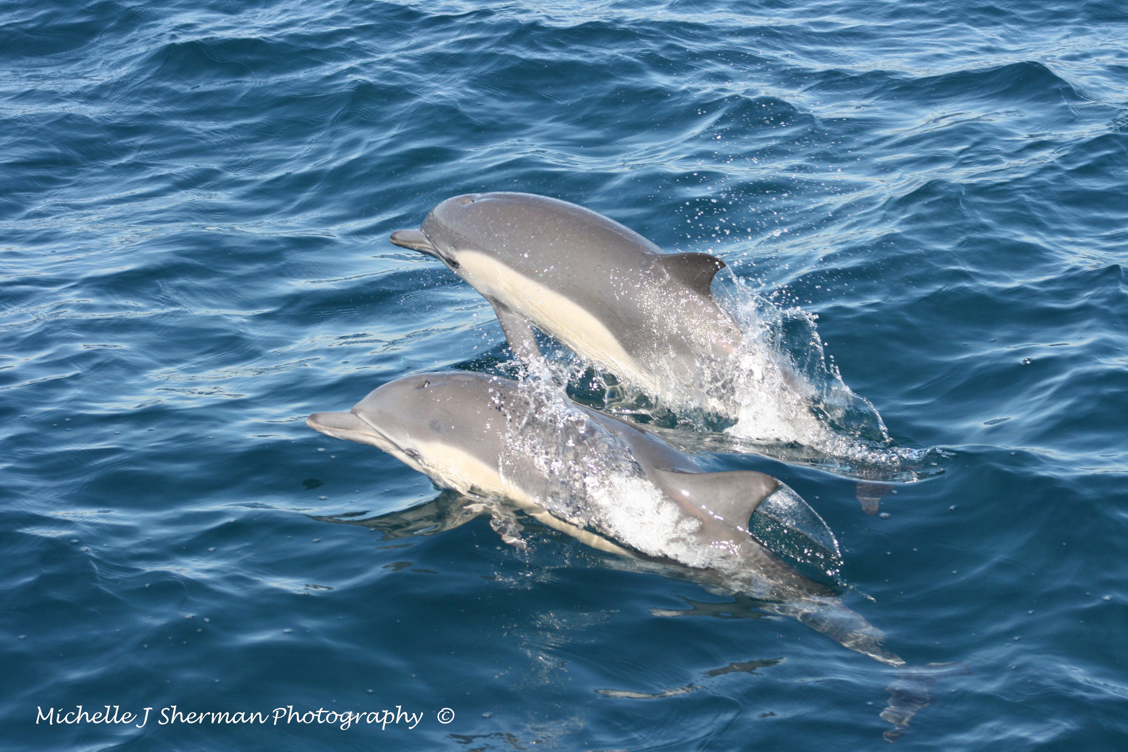 Foto Friday “Happy Dolphin Day” Meet The Twins