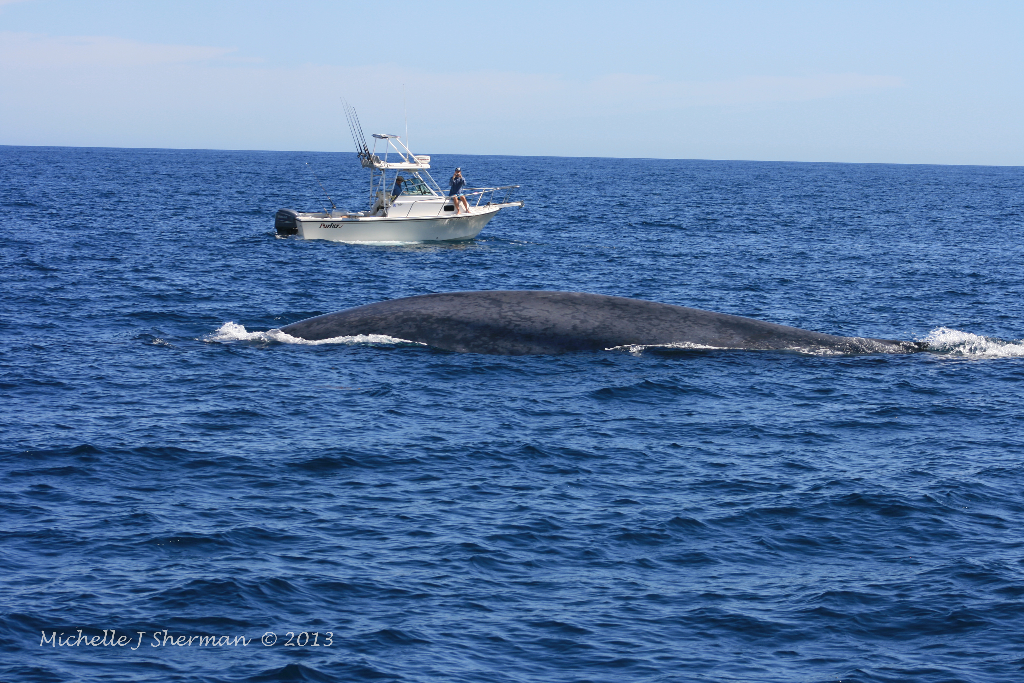 Foto Friday “WOW How Big Is A Blue Whale”