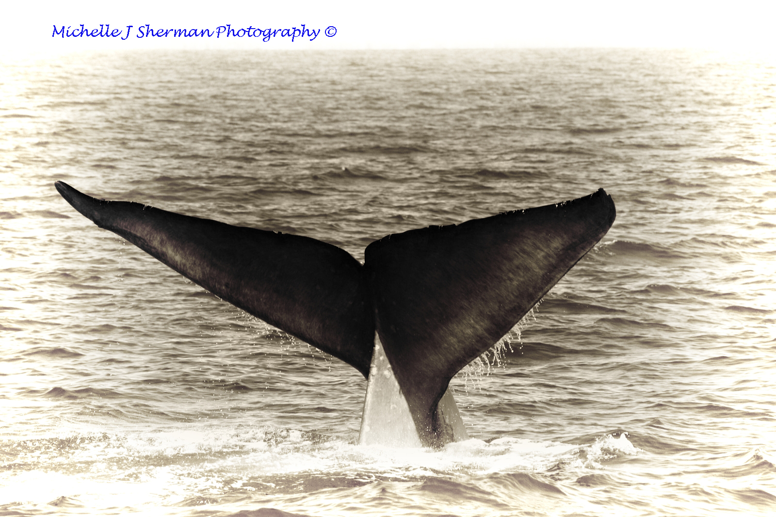 Foto Friday “Whale Tale”