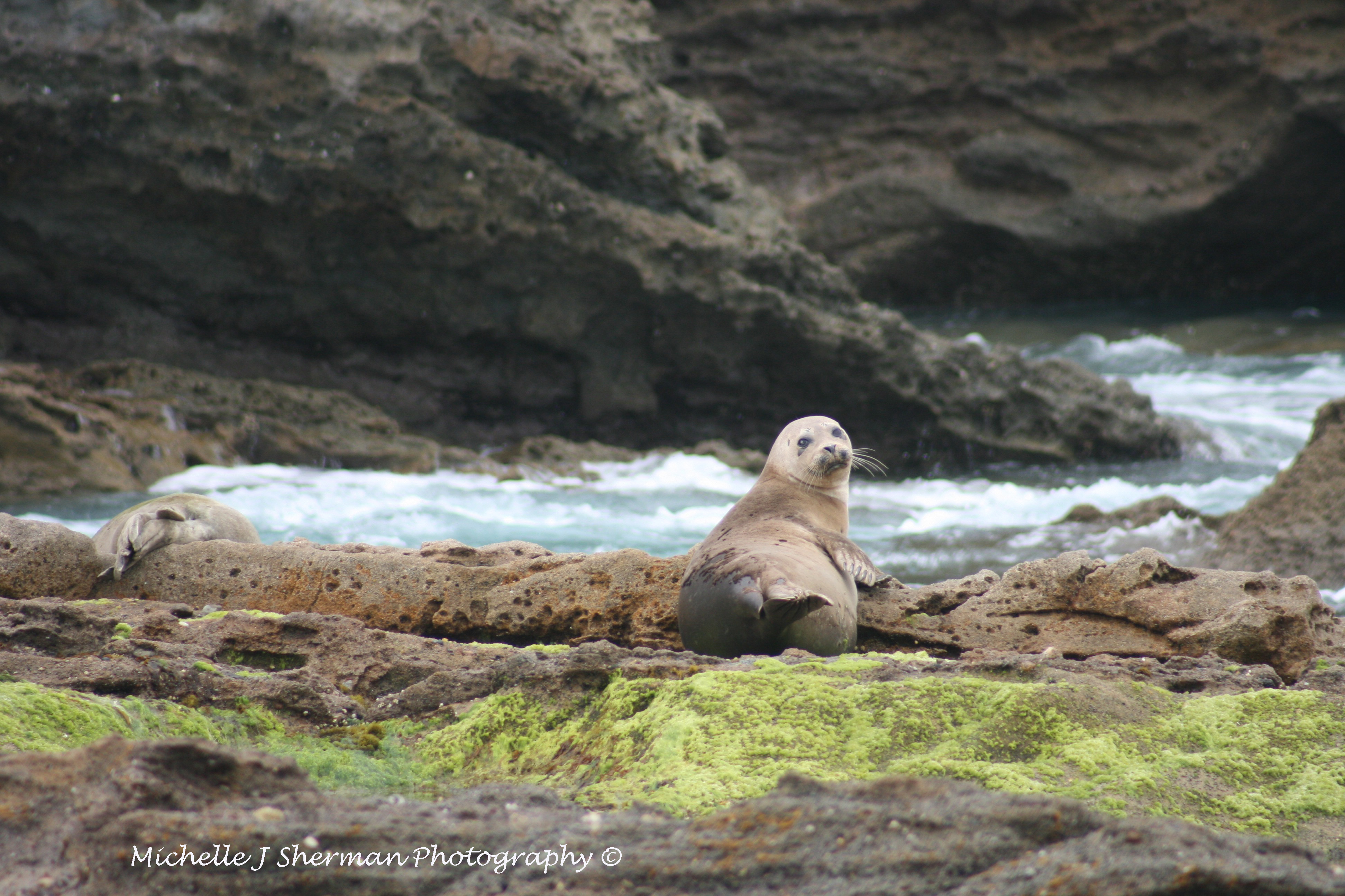 Foto Friday- Yes I’m A Seal